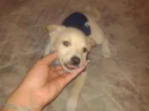 Cachorro raça SRD-ViraLata idade 2 a 6 meses nome ice