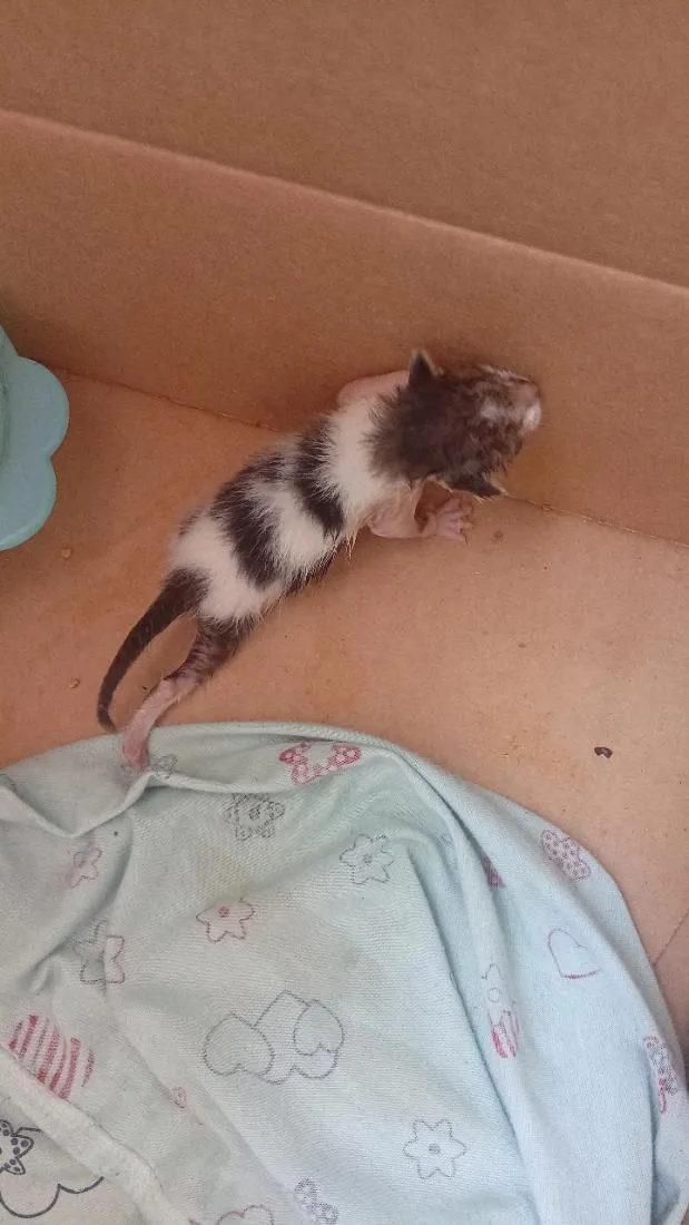 Gato raça SRD-ViraLata idade Abaixo de 2 meses nome gato 