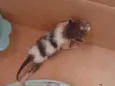 gato 