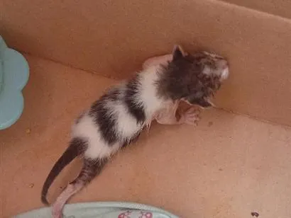 Gato raça SRD-ViraLata idade Abaixo de 2 meses nome gato 