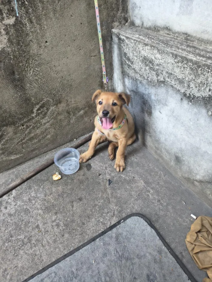 Cachorro raça SRD-ViraLata idade 2 a 6 meses nome cloi