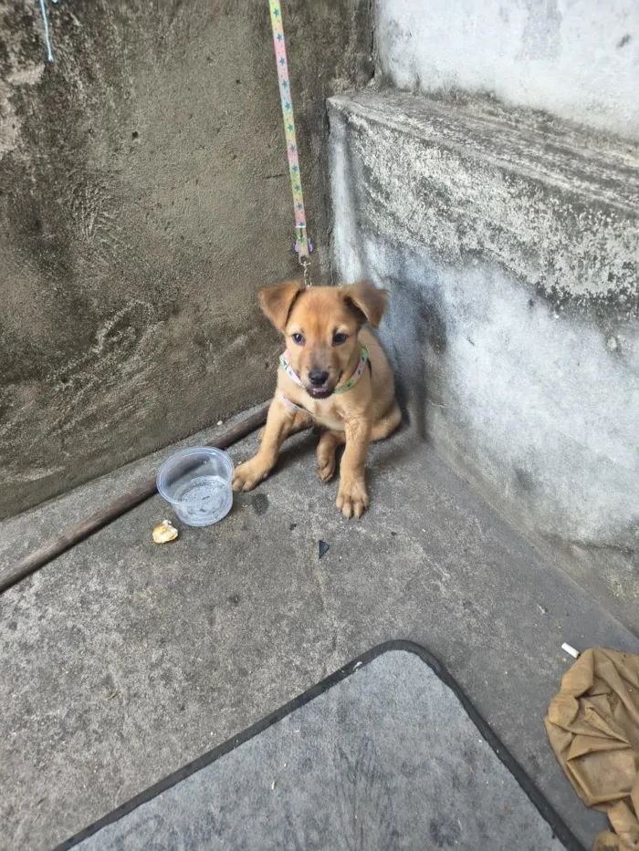 Cachorro raça SRD-ViraLata idade 2 a 6 meses nome cloi