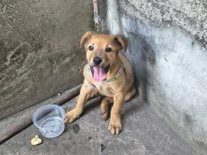 Cachorro raça SRD-ViraLata idade 2 a 6 meses nome cloi