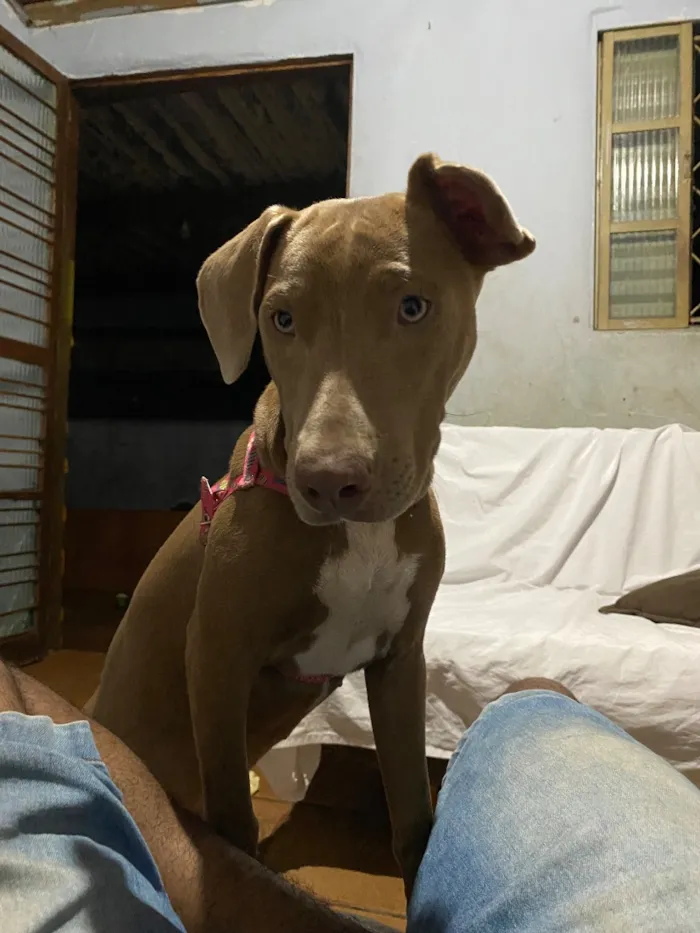 Cachorro raça Pit-Bull idade 7 a 11 meses nome Bela