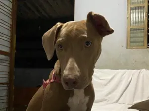 Cachorro raça Pit-Bull idade 7 a 11 meses nome Bela