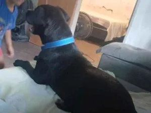 Cachorro raça Pit-Bull idade 7 a 11 meses nome Thor 
