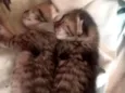 nana e hachi