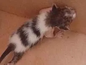 Gato raça SRD-ViraLata idade Abaixo de 2 meses nome gato 