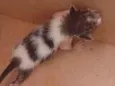 gato