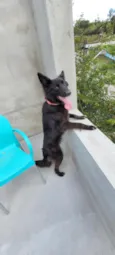 zuri
