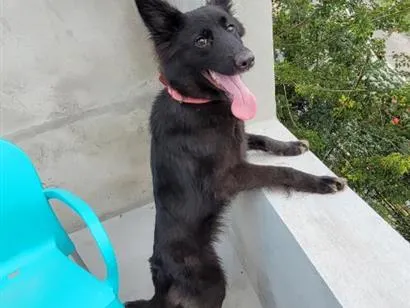 Cachorro raça SRD-ViraLata idade 2 a 6 meses nome zuri