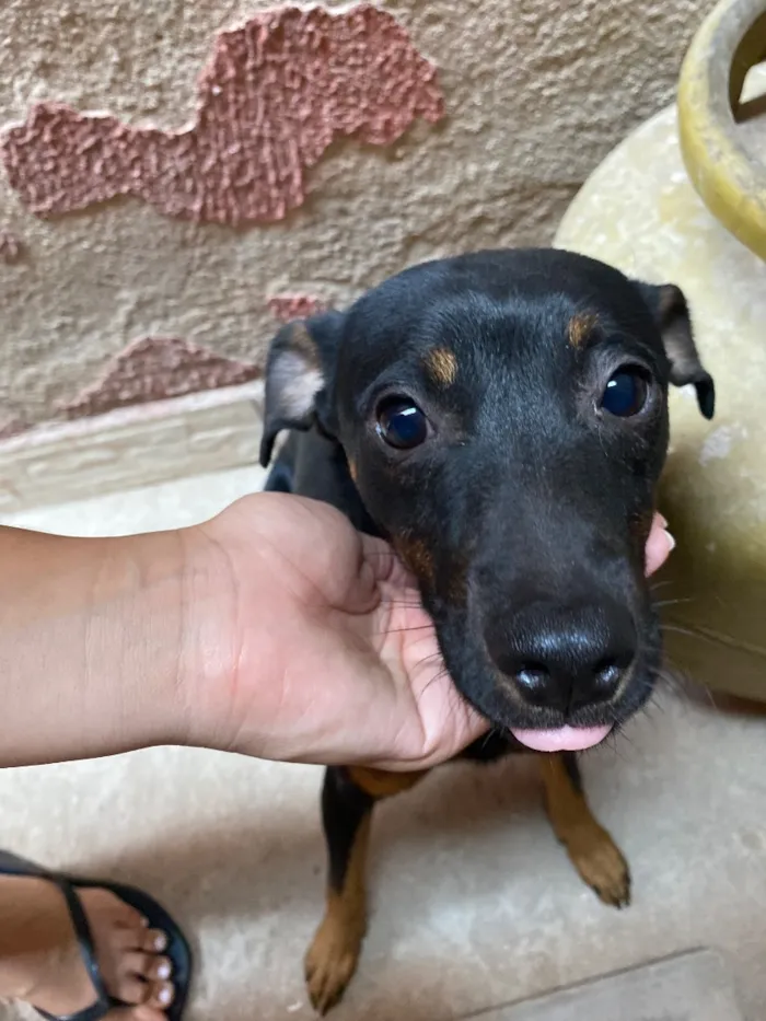 Cachorro raça SRD-ViraLata idade 7 a 11 meses nome Pretinho