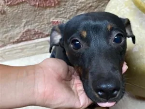 Cachorro raça SRD-ViraLata idade 7 a 11 meses nome Pretinho