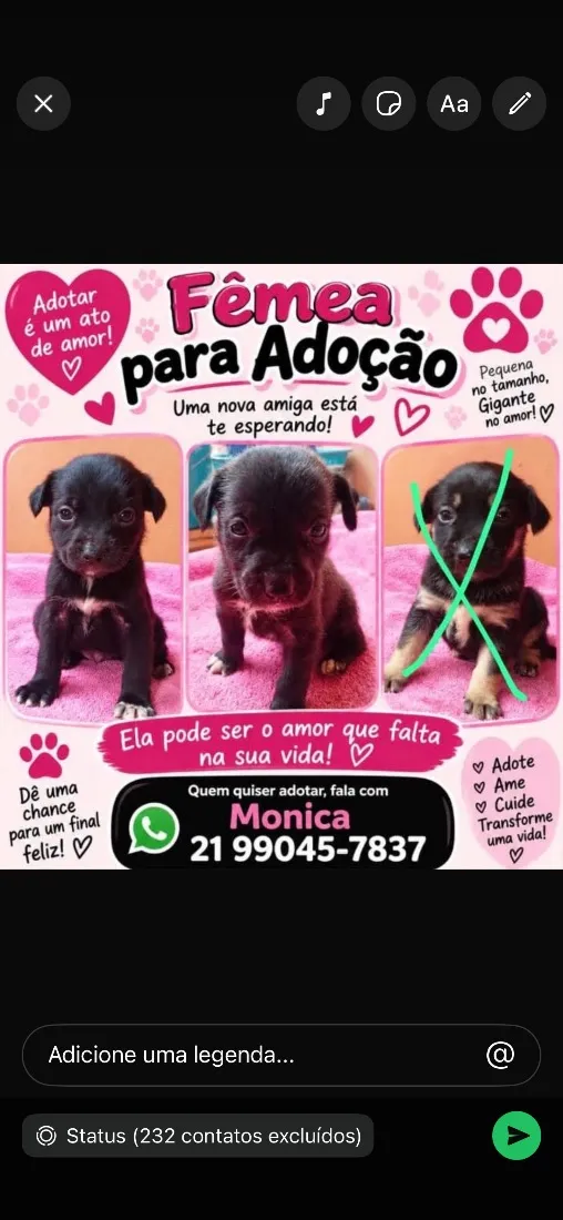 Cachorro raça SRD-ViraLata idade Abaixo de 2 meses nome Não tem nome.