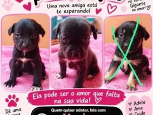 Cachorro raça SRD-ViraLata idade Abaixo de 2 meses nome Não tem nome.