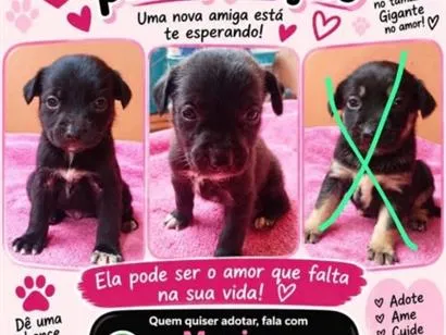 Cachorro raça SRD-ViraLata idade Abaixo de 2 meses nome Não tem nome.