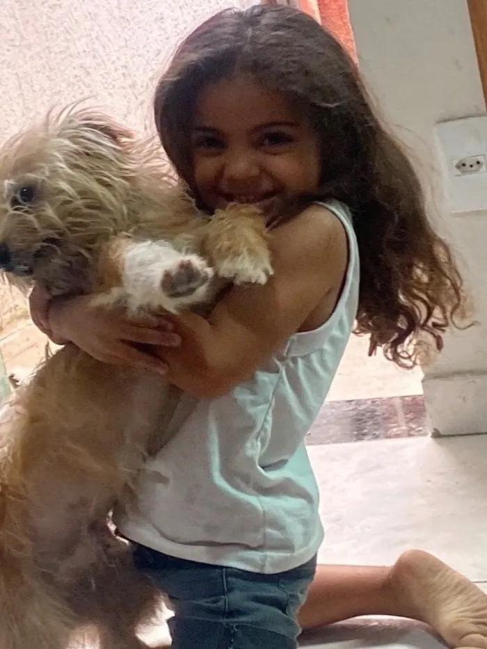 Cachorro raça Perdigueiro idade 6 ou mais anos nome Fred