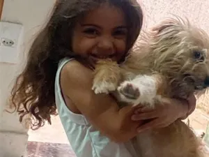 Cachorro raça Perdigueiro idade 6 ou mais anos nome Fred