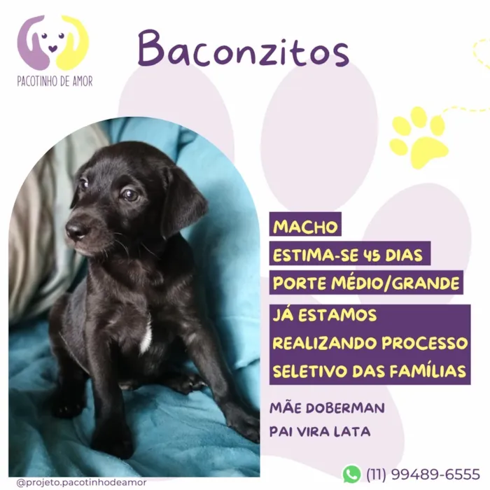 Cachorro raça SRD-ViraLata idade Abaixo de 2 meses nome Baconzitos
