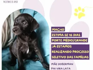 Cachorro raça SRD-ViraLata idade Abaixo de 2 meses nome Baconzitos