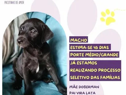 Cachorro raça SRD-ViraLata idade Abaixo de 2 meses nome Baconzitos