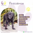 Presidenta