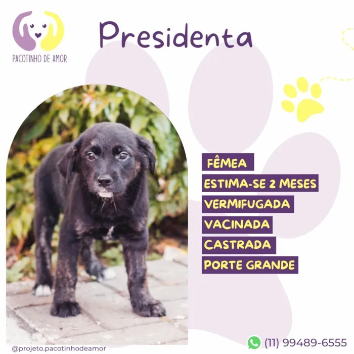 Cachorro raça SRD-ViraLata idade 2 a 6 meses nome Presidenta
