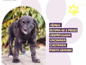 Cachorro raça SRD-ViraLata idade 2 a 6 meses nome Presidenta