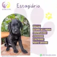 Estagiário