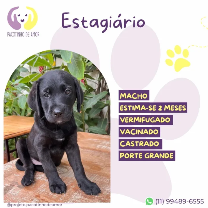 Cachorro raça SRD-ViraLata idade 2 a 6 meses nome Estagiário