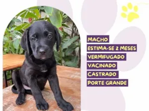 Cachorro raça SRD-ViraLata idade 2 a 6 meses nome Estagiário