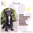 Fiscal