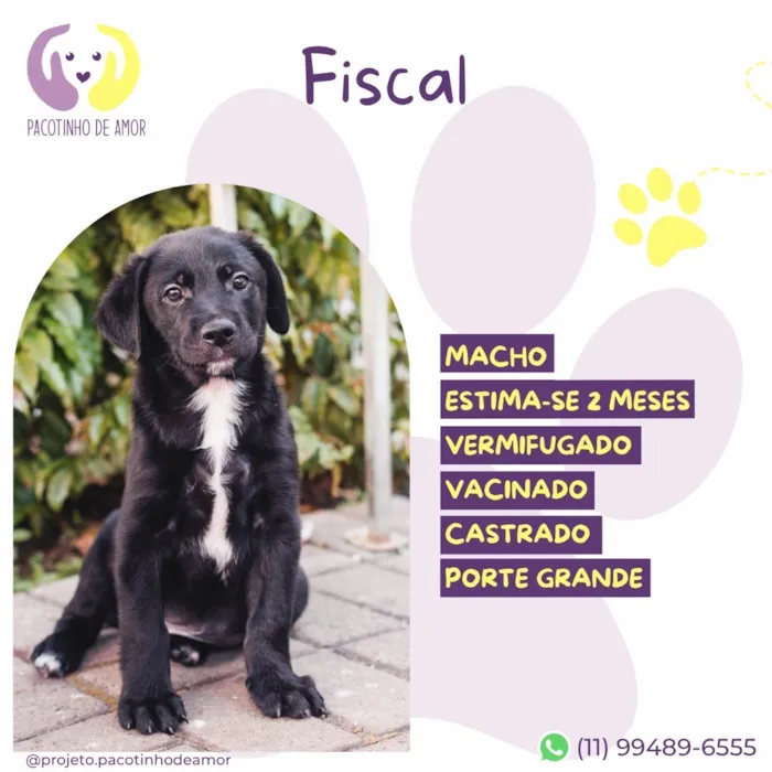 Cachorro raça SRD-ViraLata idade 2 a 6 meses nome Fiscal