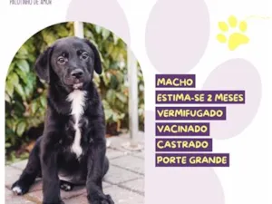 Cachorro raça SRD-ViraLata idade 2 a 6 meses nome Fiscal