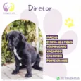 Diretor