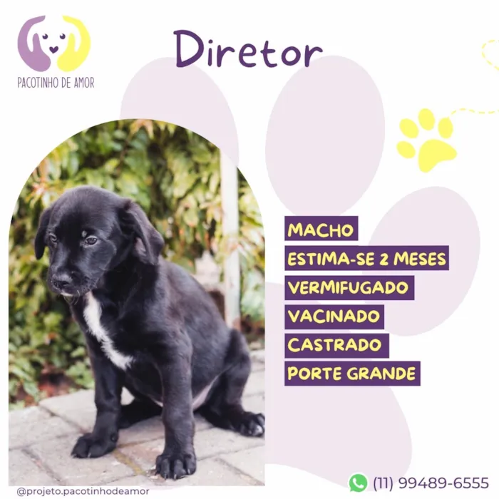 Cachorro raça SRD-ViraLata idade 2 a 6 meses nome Diretor