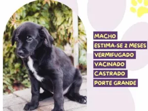 Cachorro raça SRD-ViraLata idade 2 a 6 meses nome Diretor