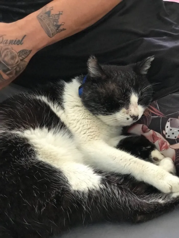 Gato raça SRD-ViraLata idade 6 ou mais anos nome Frajola 