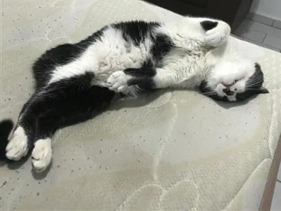 Gato raça SRD-ViraLata idade 6 ou mais anos nome Frajola 