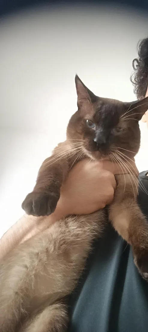 Gato raça Siamês idade 1 ano nome Jade