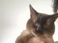 Jade