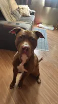 Scooby 