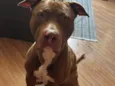 Scooby 