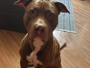 Cachorro raça Pit-Bull idade 7 a 11 meses nome Scooby 