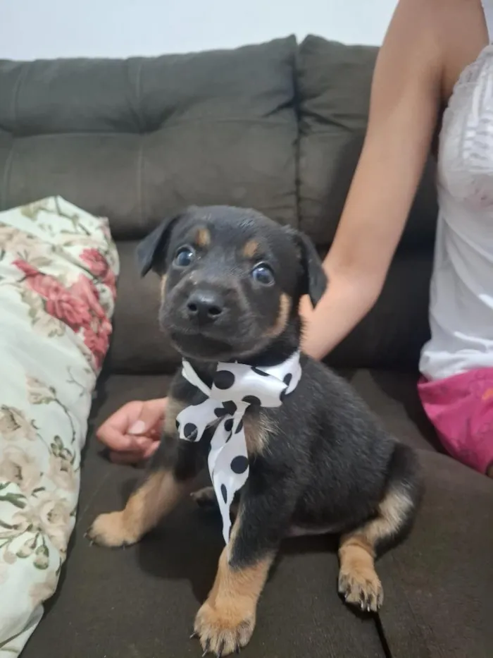 Cachorro raça SRD-ViraLata idade 2 a 6 meses nome Domênico