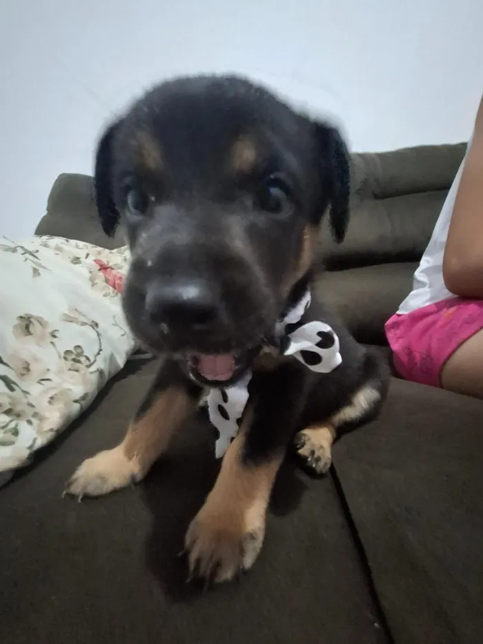 Cachorro raça SRD-ViraLata idade 2 a 6 meses nome Domênico