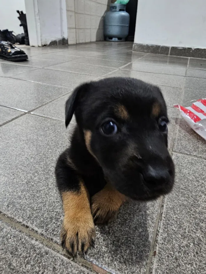 Cachorro raça SRD-ViraLata idade 2 a 6 meses nome Domênico