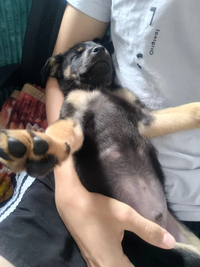 Cachorro raça SRD-ViraLata idade 2 a 6 meses nome Domênico