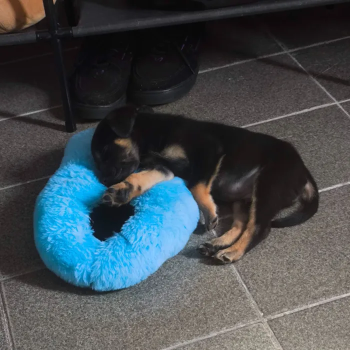 Cachorro raça SRD-ViraLata idade 2 a 6 meses nome Domênico