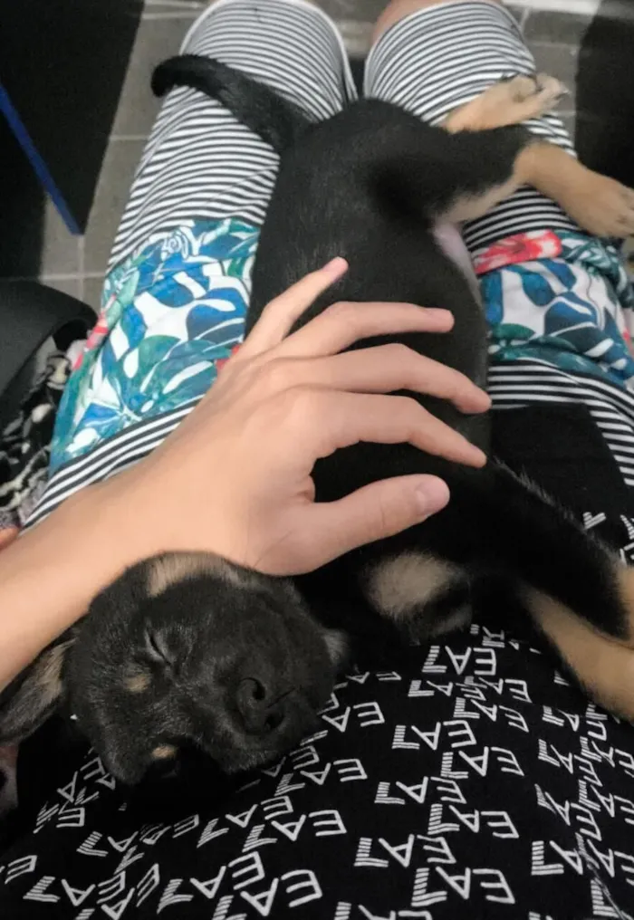 Cachorro raça SRD-ViraLata idade 2 a 6 meses nome Domênico